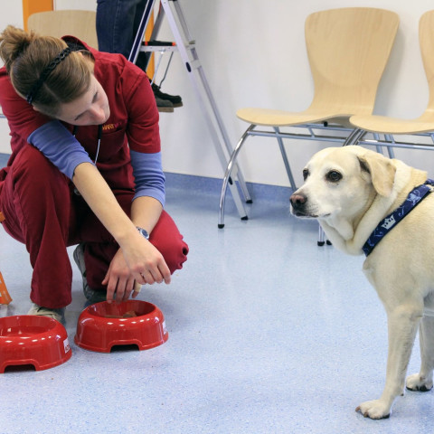 SmartVet Tierarztpraxis Heidelberg