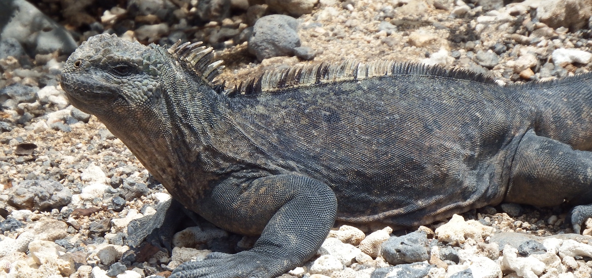 Tierarztpraxis Sternberg Kleintiere und Reptilien