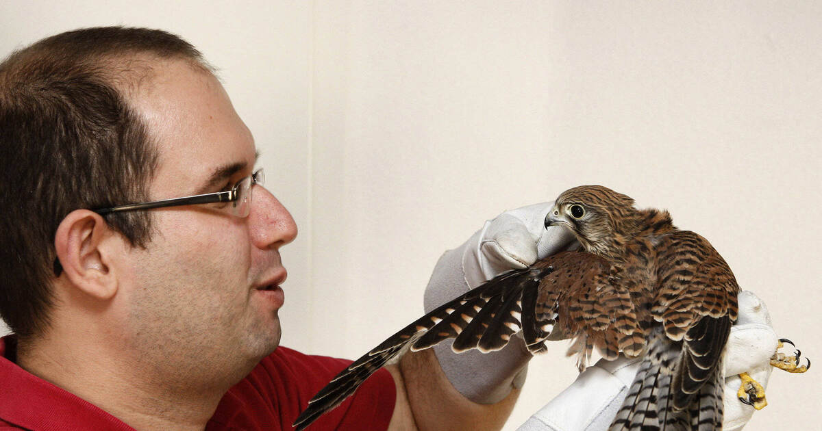 Dr. vet. Steffen Kraut