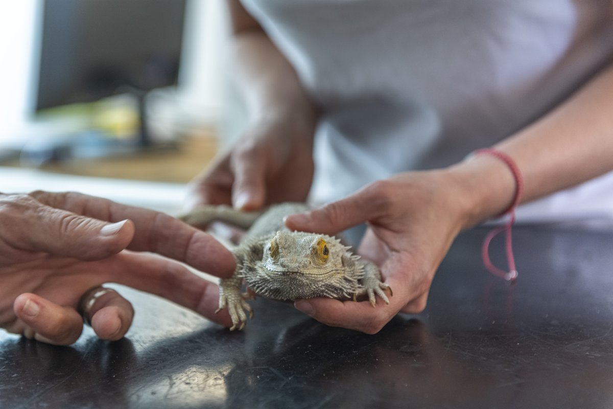 Tierklinik Rhenus AG