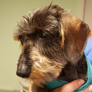 Dr. med. vet. Jasmin Lämmle Tierärztin
