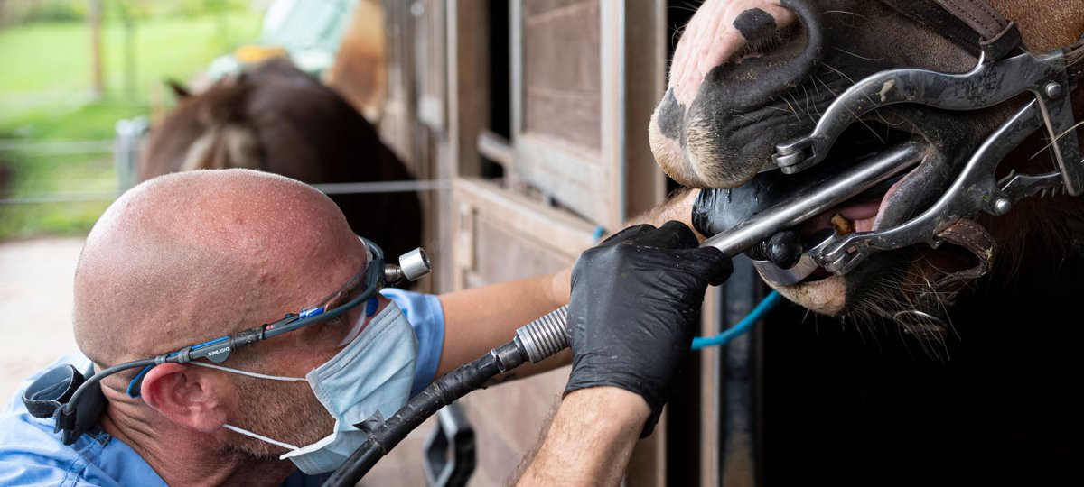 Tierärztliche Praxis für Pferde Dr. Stehle