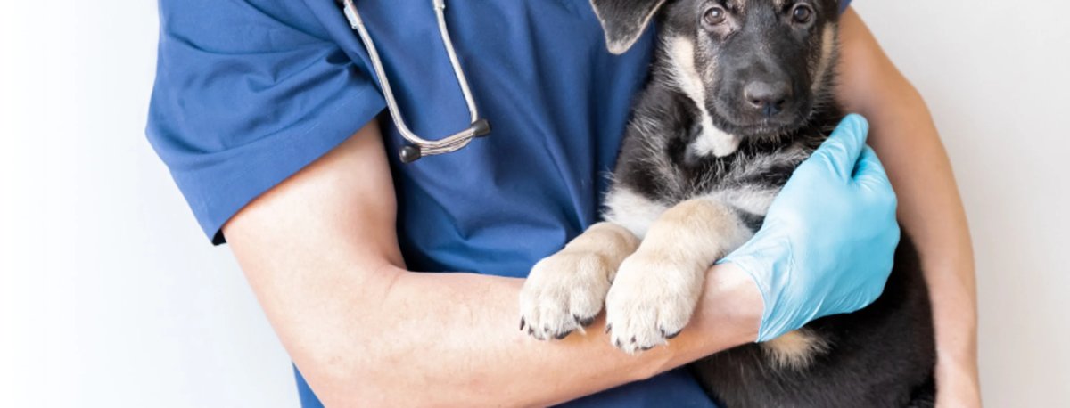 Dr.med.vet.Matthias May