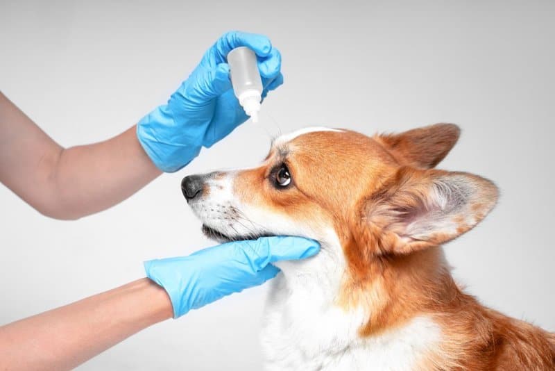 Dr. med. vet. Ute Richert-Hanauer I Tierärztin