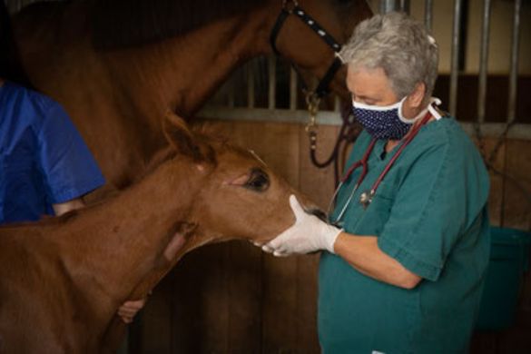 Tierklinik Leimental