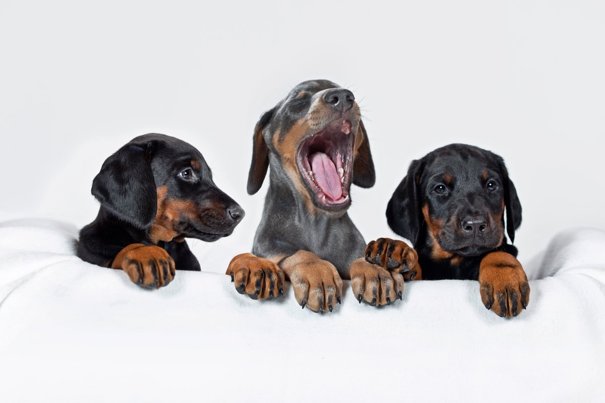 Tierärzte - doc4pets Renchen GmbH