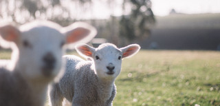 Tierarzt für Kleintiere Robert Schmidt Ilshofen