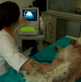 Kleintierklinik Am Sonnenberg