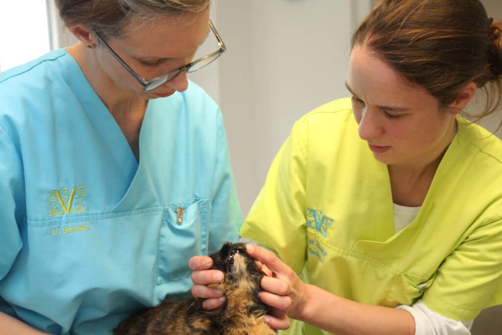 Dr. med. vet. Hellen Bammel Tierärztin
