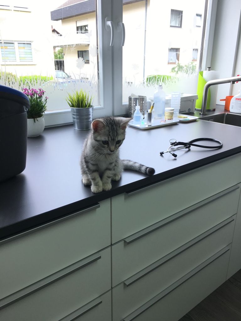 Praxis 7 Leben, Tierärztliche Katzenpraxis de Leuw