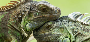 Tierarztpraxis Sternberg Kleintiere und Reptilien