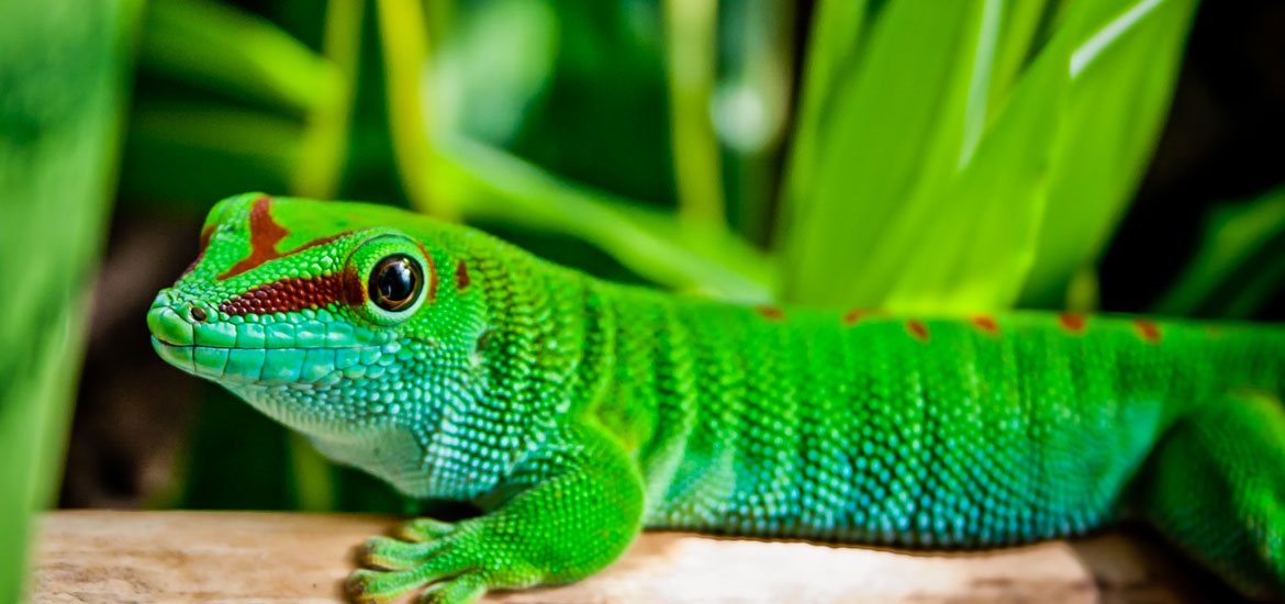 Tierarztpraxis Sternberg Kleintiere und Reptilien