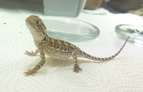 Tierarztpraxis Sternberg Kleintiere und Reptilien