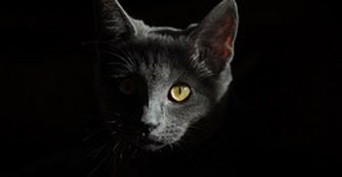 Dr. med. vet. Michael Witting Tierarzt