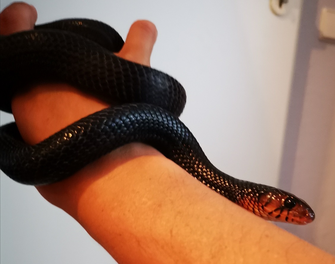 Tierarztpraxis Sternberg Kleintiere und Reptilien