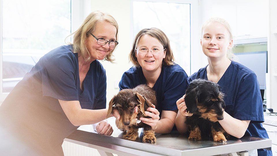 Dr.med.vet. Laura Starker Tierärztin