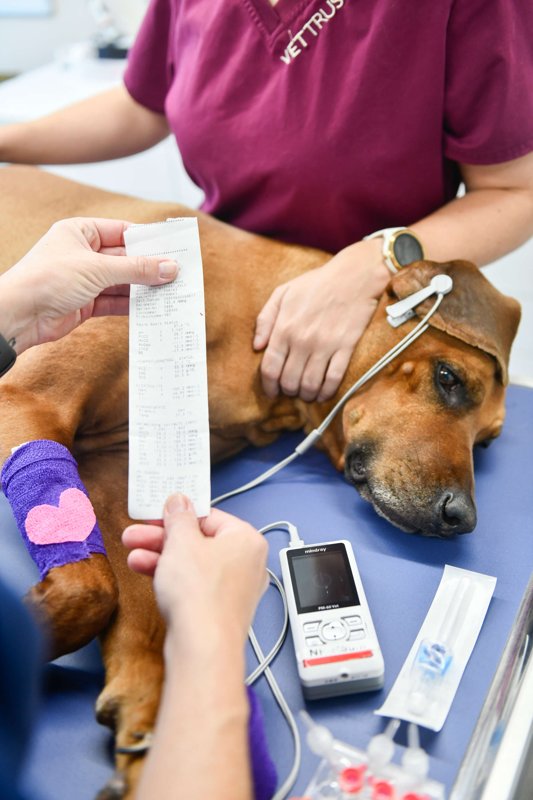 Zentrum für Tiermedizin Klettgau