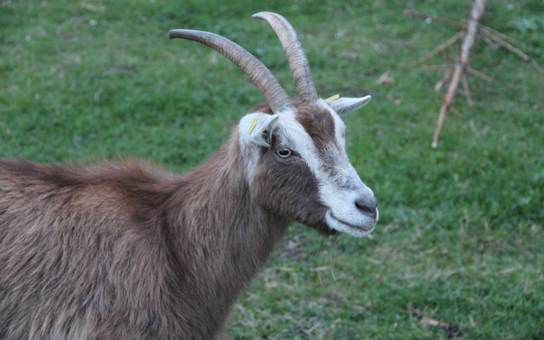 Tierklinik Ganal und Ewert