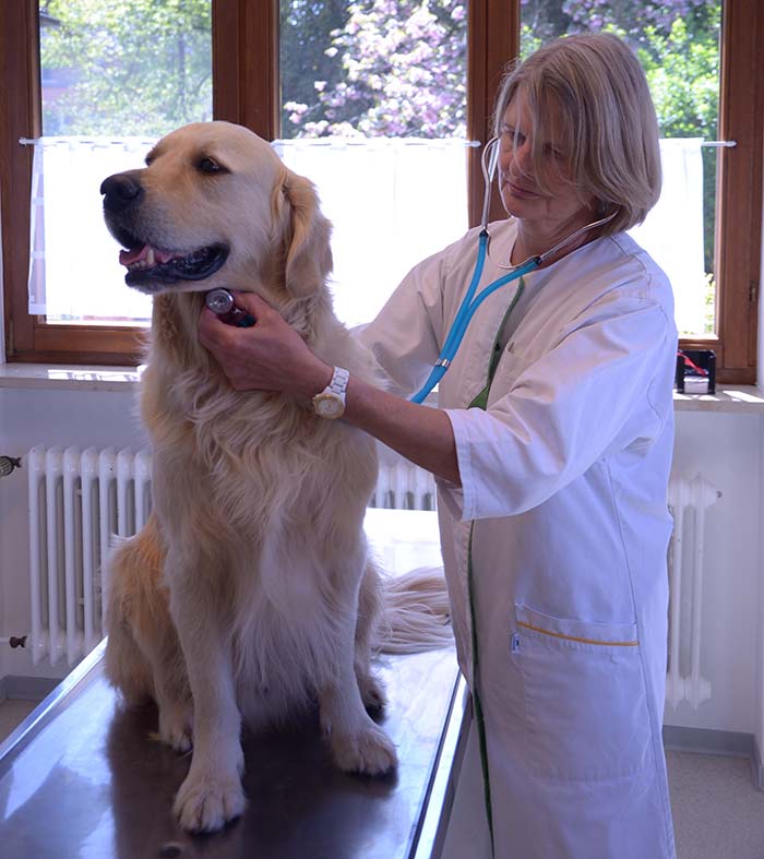 Dr.med.vet. Karin Marko