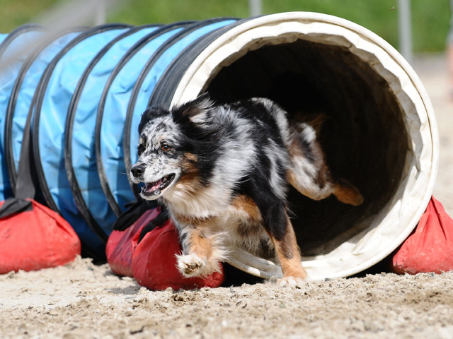 Tierklinik Rhenus AG