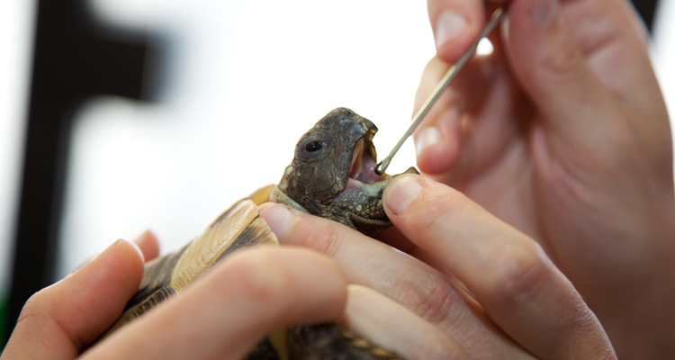 Tierärztliche Fachpraxis für Reptilien, Heimtiere und Exoten - Anke Stöhr