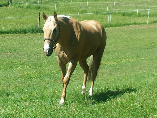 Dr. med. vet. Albert Röhm, Tierarztpraxis Röhm