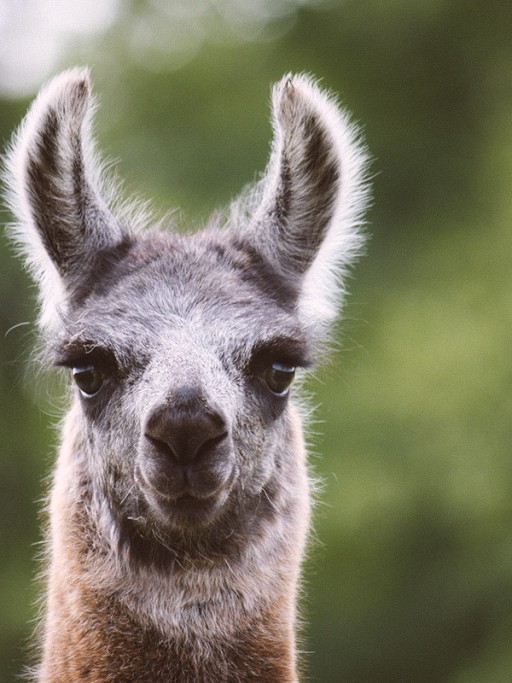 Tierarztpraxis Hannemann, Fachpraxis für Schafe, Ziegen, Lamas und Alpakas