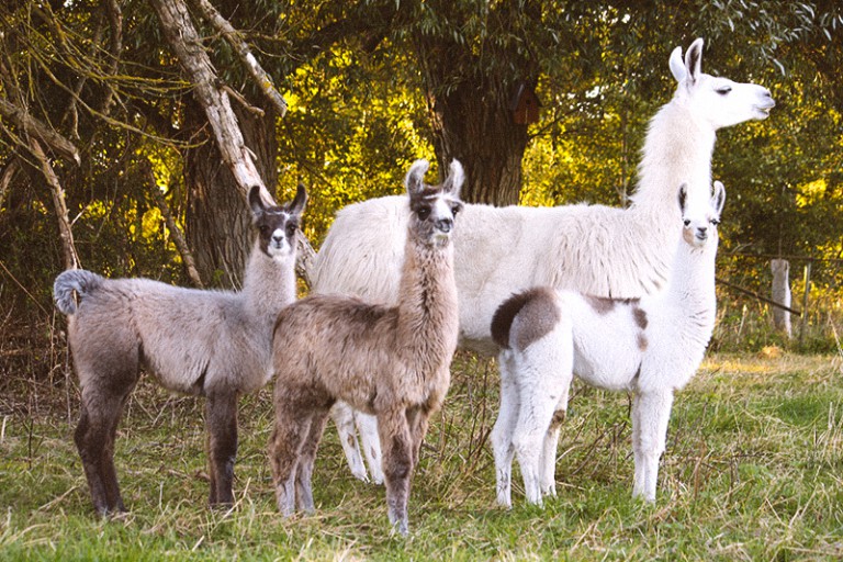 Tierarztpraxis Hannemann, Fachpraxis für Schafe, Ziegen, Lamas und Alpakas