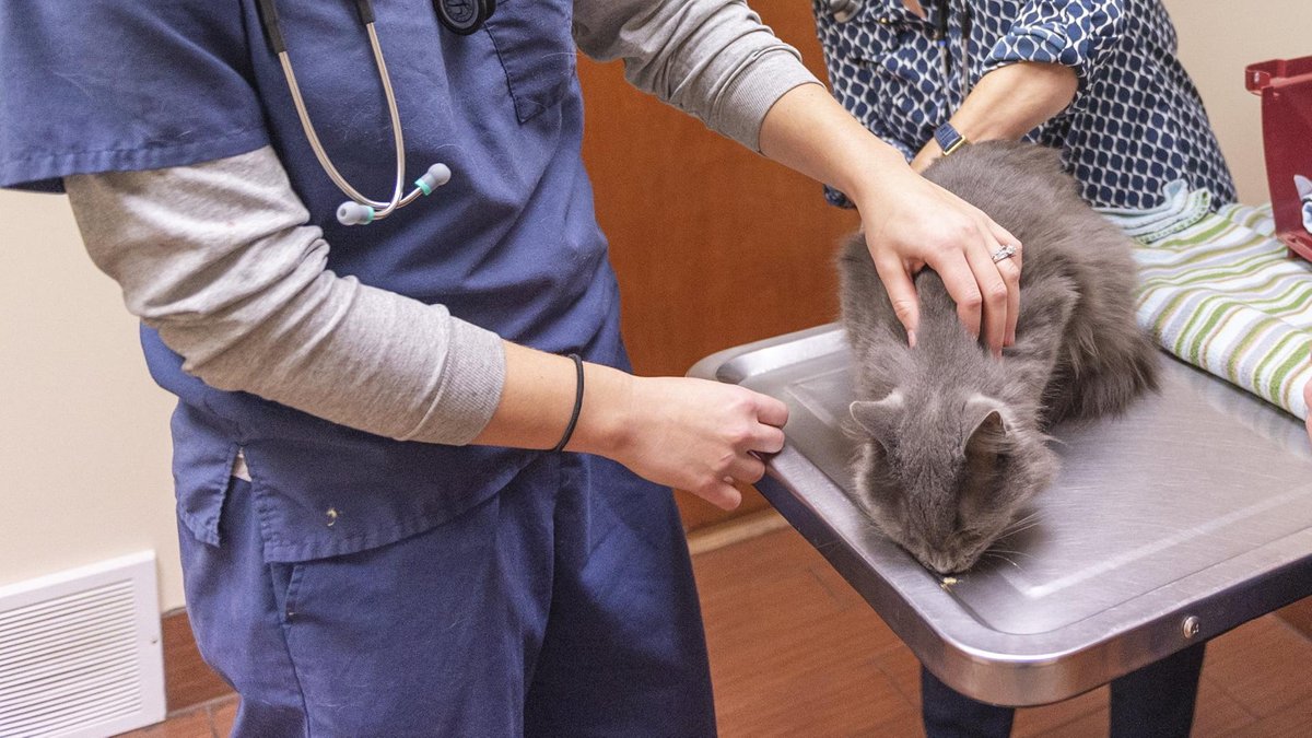 Tierärztliche Klinik