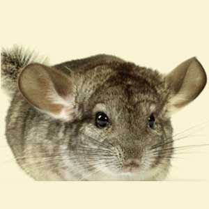 Tierklinik Feuchtwangen - Dr. Bernhard Schweizer