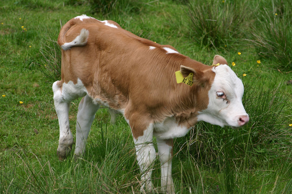 Schulte Im Walde Dr. S.u.I. Tierarztpraxis Weisserhof