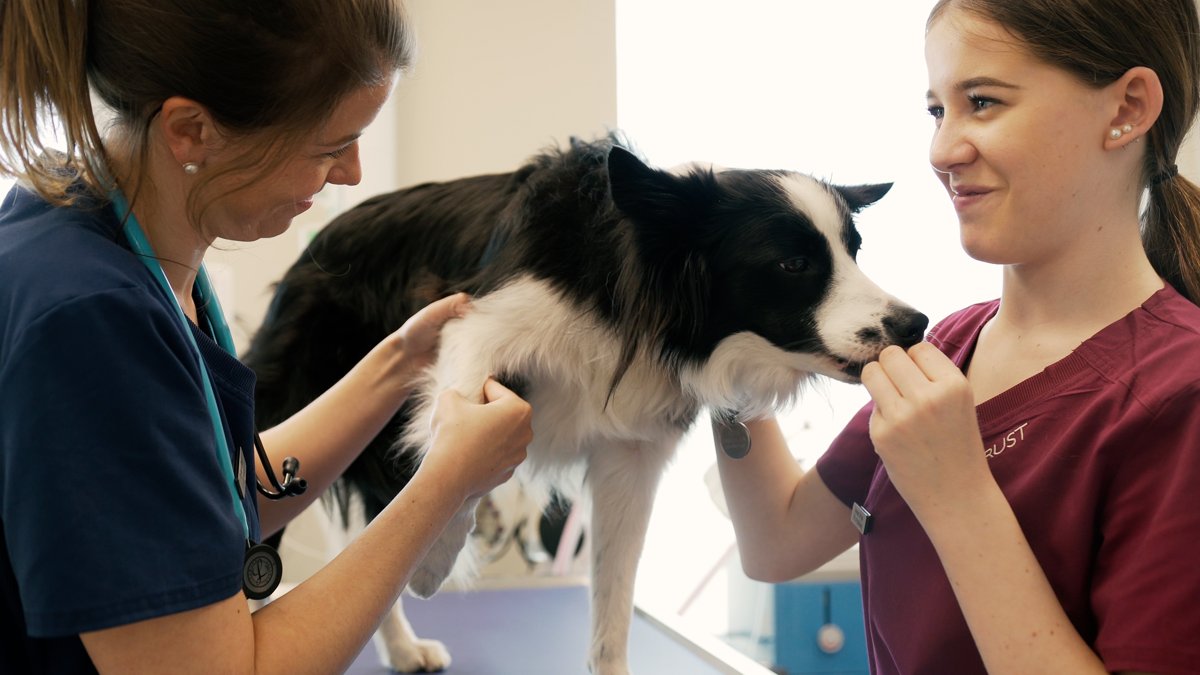 Zentrum für Tiermedizin Klettgau