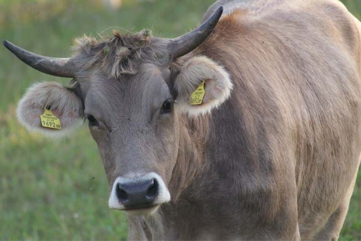 Tierärztliche Gemeinschaftspraxis in Oberschwaben