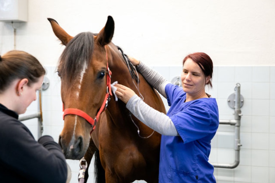 Tierklinik Leimental