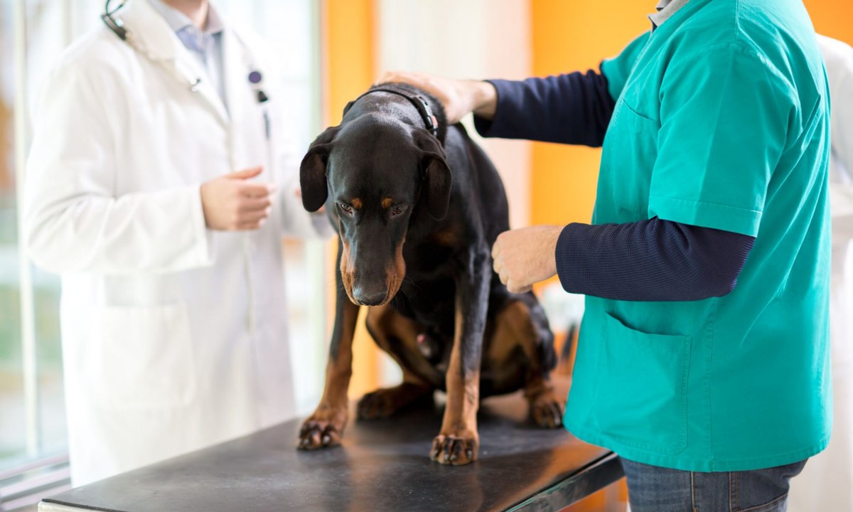 Tierärztliches Zentrum Dr. med. vet. C. Seidensticker GmbH
