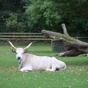 Link-Straub Herta Dr. med. vet., Würthner Carolin Prakt. Tierärztinnen