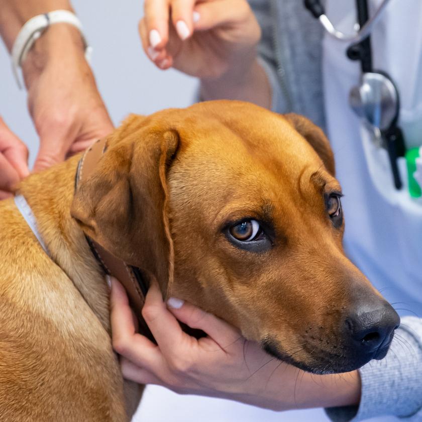 Tierklinik am Nordring