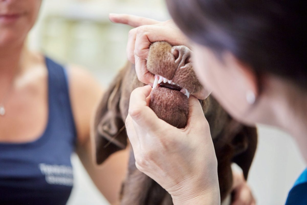 Tierärztliche Klinik Gessertshausen Altano GmbH