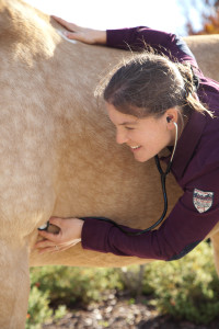 Dr. med. vet. Nicole Hieber
