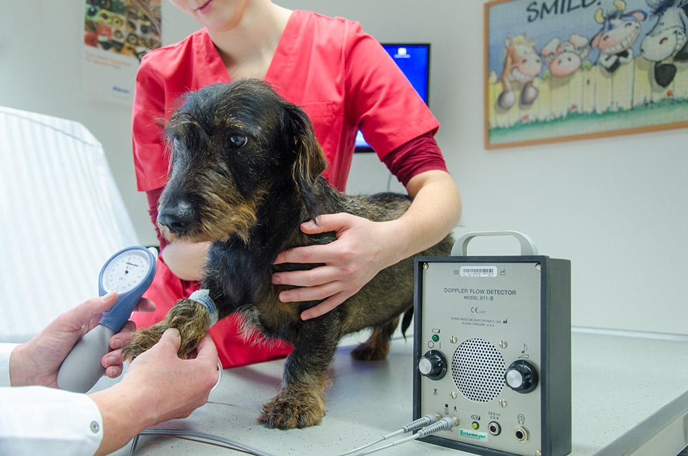 VET-Center Gräfenthal