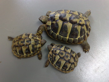 Tierarztpraxis für Kleintiere und Reptilien