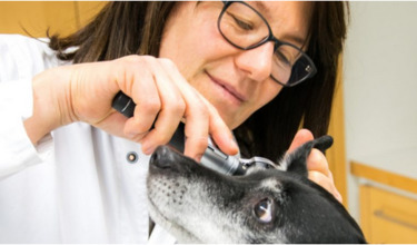 Dr. med. vet. Angelika Licht Tierarztpraxis