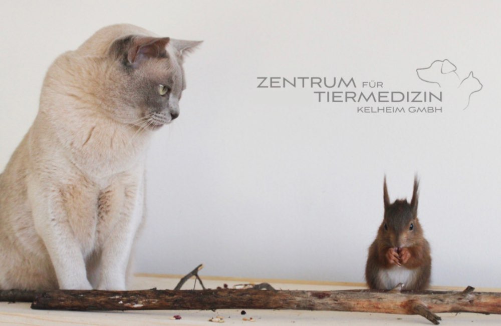 Zentrum für Tiermedizin Kelheim