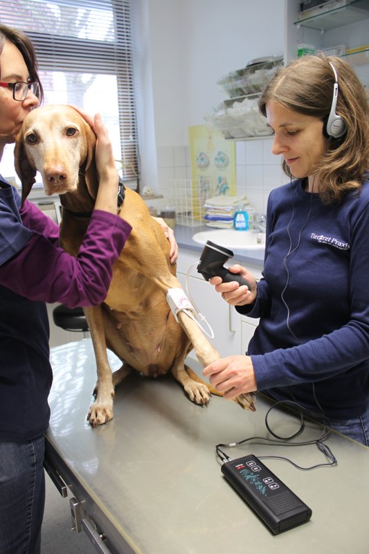 Tierarzt Dr. Anita Kotter