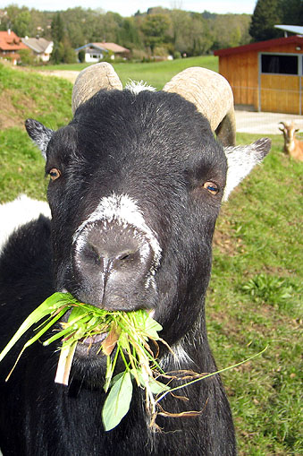 Tierspital Kreil - Tierarztpraxis für Kleintiere und Esel