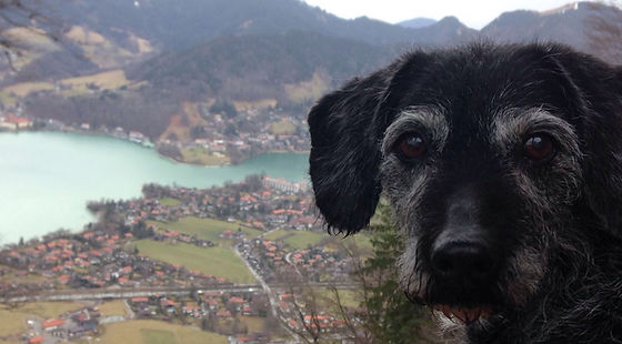 Dr.med.vet. Sabine Gordon - Fachtierärztin für Chirurgie, Augenheilkunde