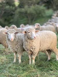 Tierärzte forchheim.vet