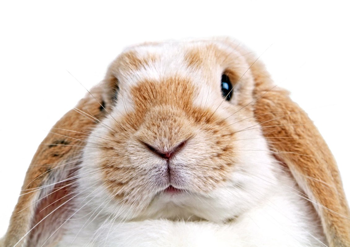 Tierarzt Bräuningshof, Die Tierischen - Zentrum für Tiergesundheit