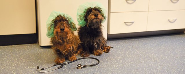 Tierärztliches Gesundheitszentrum Piding, Dr. Gödde & Kollegen