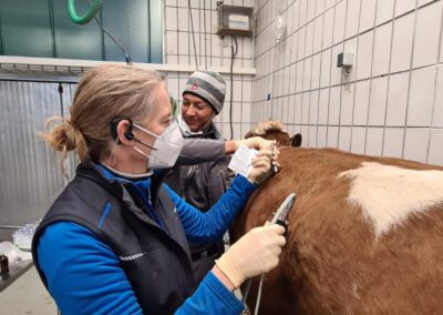Kuh Zentrum Babenhausen, Tierarztpraxis für Kühe und Rinder, Dres. Querengässer